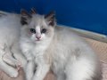 UYGUN FİYATA SAFKAN RAGDOLL