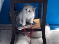 SAFKAN RAGDOLL YAVRULAR (Uygun fiyata)