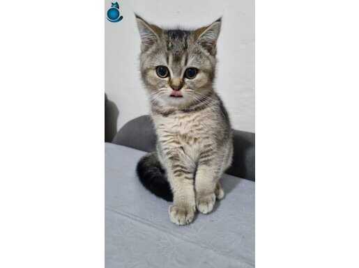 British shorthair disi