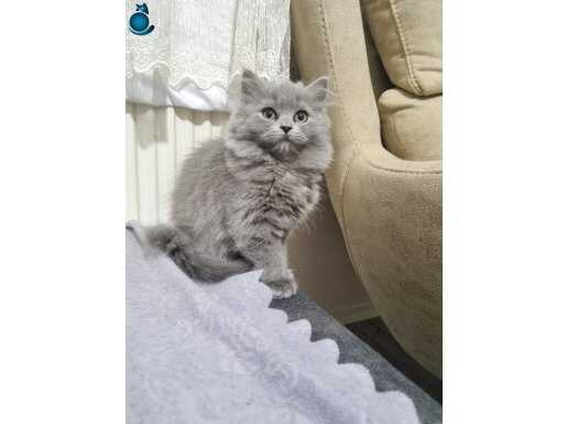 Sosyalleşmiş Pofuduk British Longhair Yavrular