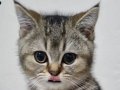 British shorthair disi