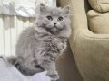Sosyalleşmiş Pofuduk British Longhair Yavrular