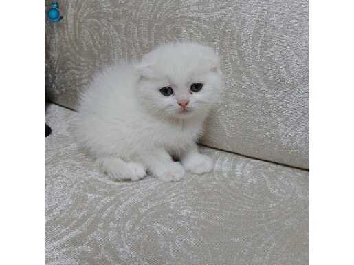 Scottish Fold son kalan dişi bebek sahibini bekliyor