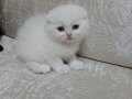 Scottish Fold son kalan dişi bebek sahibini bekliyor