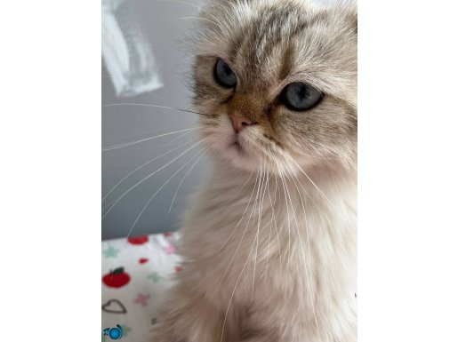 BRİTİSH MELEZ KEDİ ACİL YUVA ARIYORUZ!!!!!!!!!!!!!!!!!!!!!!!