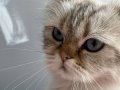 BRİTİSH MELEZ KEDİ ACİL YUVA ARIYORUZ!!!!!!!!!!!!!!!!!!!!!!!