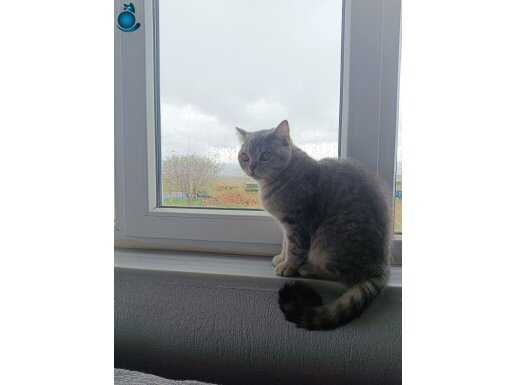 Asil kedi dost canlısı 
