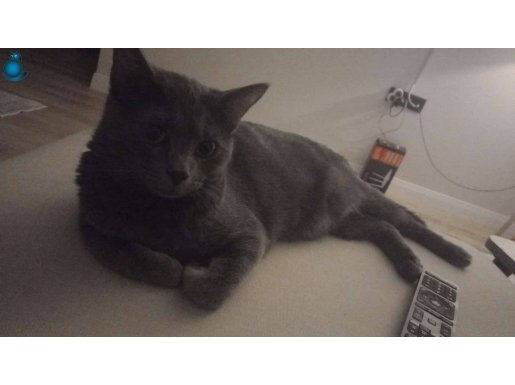 Kısır erkek kedi
