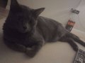 Kısır erkek kedi