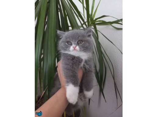 British shorthair bicolour 