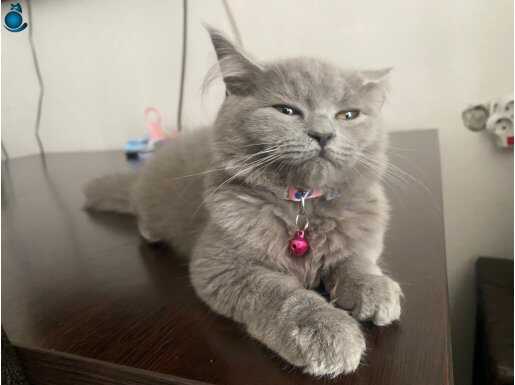 boncuk adlı kedi çok sevgi doludur