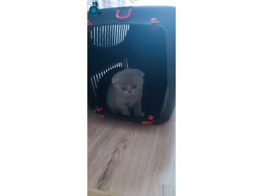 Scottish Gri yavru kedi 
