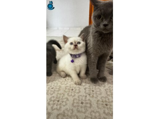 British shorthair blue point 1,5 aylık dişi erkek yavru kedi