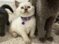 British shorthair blue point 1,5 aylık dişi erkek yavru kedi