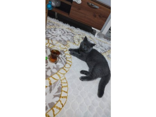 Ücretsiz sahiplendirilecektir