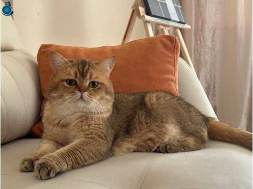 British shorthair Boy and White cat Girl