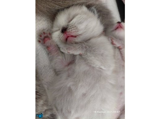 SAFKAN SCOTTISH FOLD BLUE POINT YAVRULAR