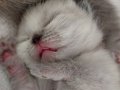 SAFKAN SCOTTISH FOLD BLUE POINT YAVRULAR