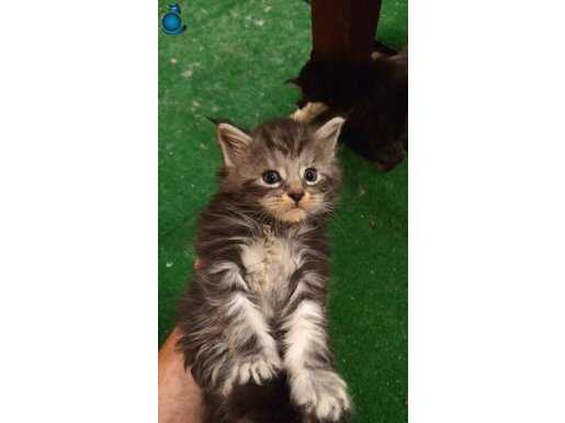 Mainecoon yavrular