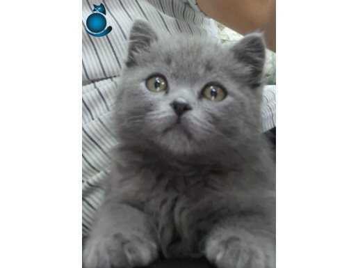 Kedimize yeni bir yuva 