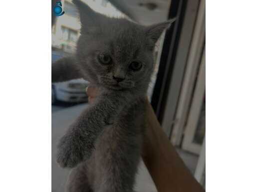 SON 3 ADET YAVRU ERKEK DİŞİ KARIŞIK 