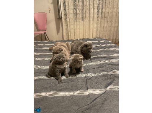 çok oyuncu sağlıklı 