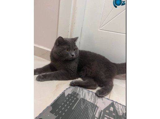 Erkek cins kedi