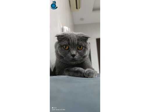 2 Yaşında Aşıları tam ve Kısırlaştırılmıştır