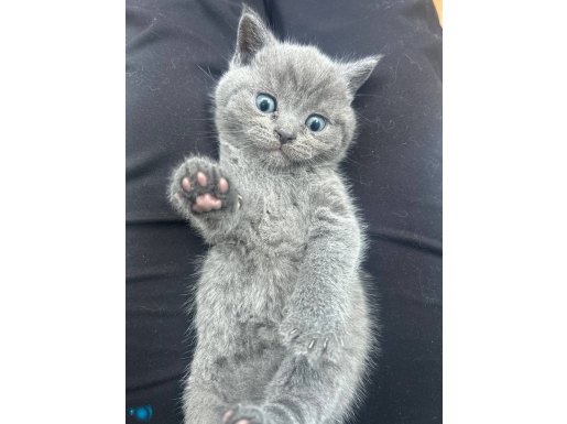 Oyuncu minnoş kedimiz
