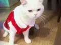 Erkek british shorthair