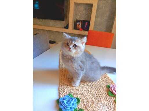 İzmir Gaziemir'de Tuvalet Eğitimli British Shorthair Yavruları