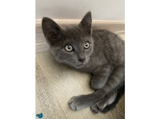 Ücretsiz Russian Blue