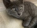 Ücretsiz Russian Blue
