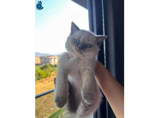 2 aylık kedilerimiz 