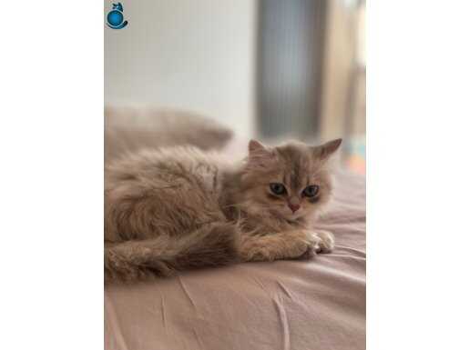 British longhair yavru 2.5 aylık