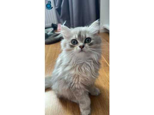 2.5 aylık British longhair