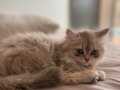 British longhair yavru 2.5 aylık