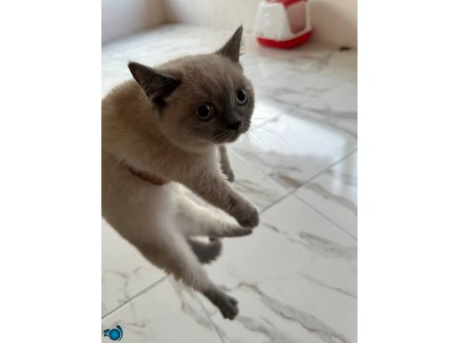 Kedi evi hediyeli tatlı yavrular
