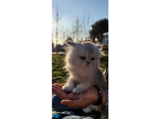 Gümüş kedi