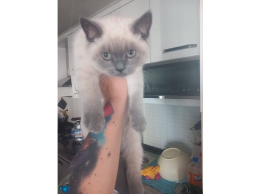 3 aylik dişi kedi