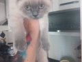3 aylik dişi kedi