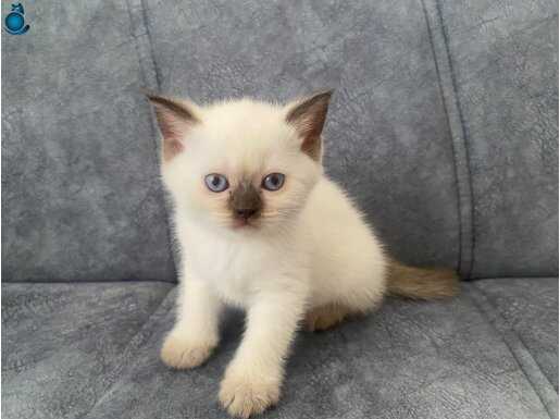 42 günlük dişi british shorthair yavrular