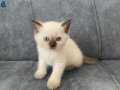 42 günlük dişi british shorthair yavrular