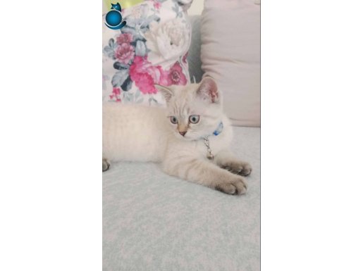 Oyuncu, sevimli erkek yavru kedi
