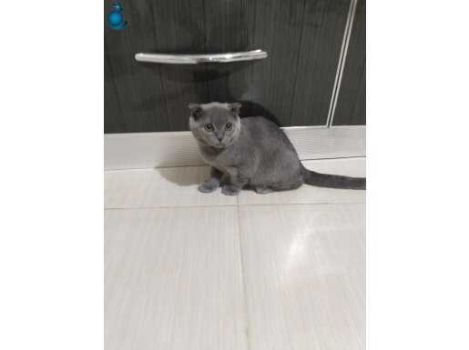 Aşıları yapılı 3 aylık çok uysal 