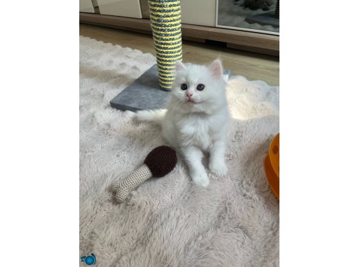 Erkek british longhair