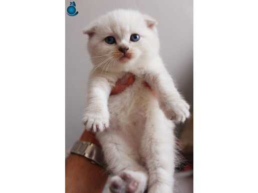 Akıllı tuvalet eğitimli safkan Scottish fold