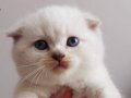 Akıllı tuvalet eğitimli safkan Scottish fold
