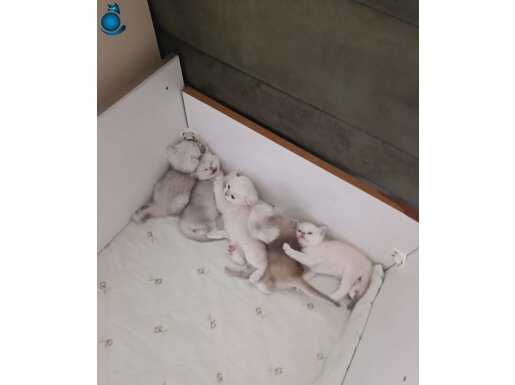 1.5 Aylık Cins Yavru Kediler 