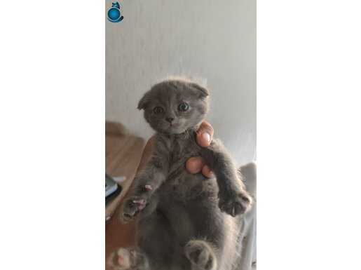 Teslime hazır yavrular 